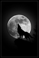 wolfhowling